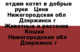 отдам котят в добрые руки › Цена ­ 10 - Нижегородская обл., Дзержинск г. Животные и растения » Кошки   . Нижегородская обл.,Дзержинск г.